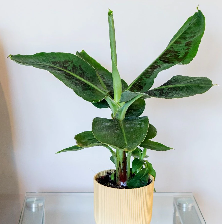 banana palm plant indoor Gold Finger Banana Fruit Tree