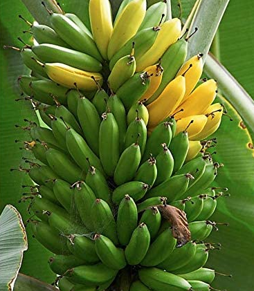 GoldFinger Banana Fruit Tree