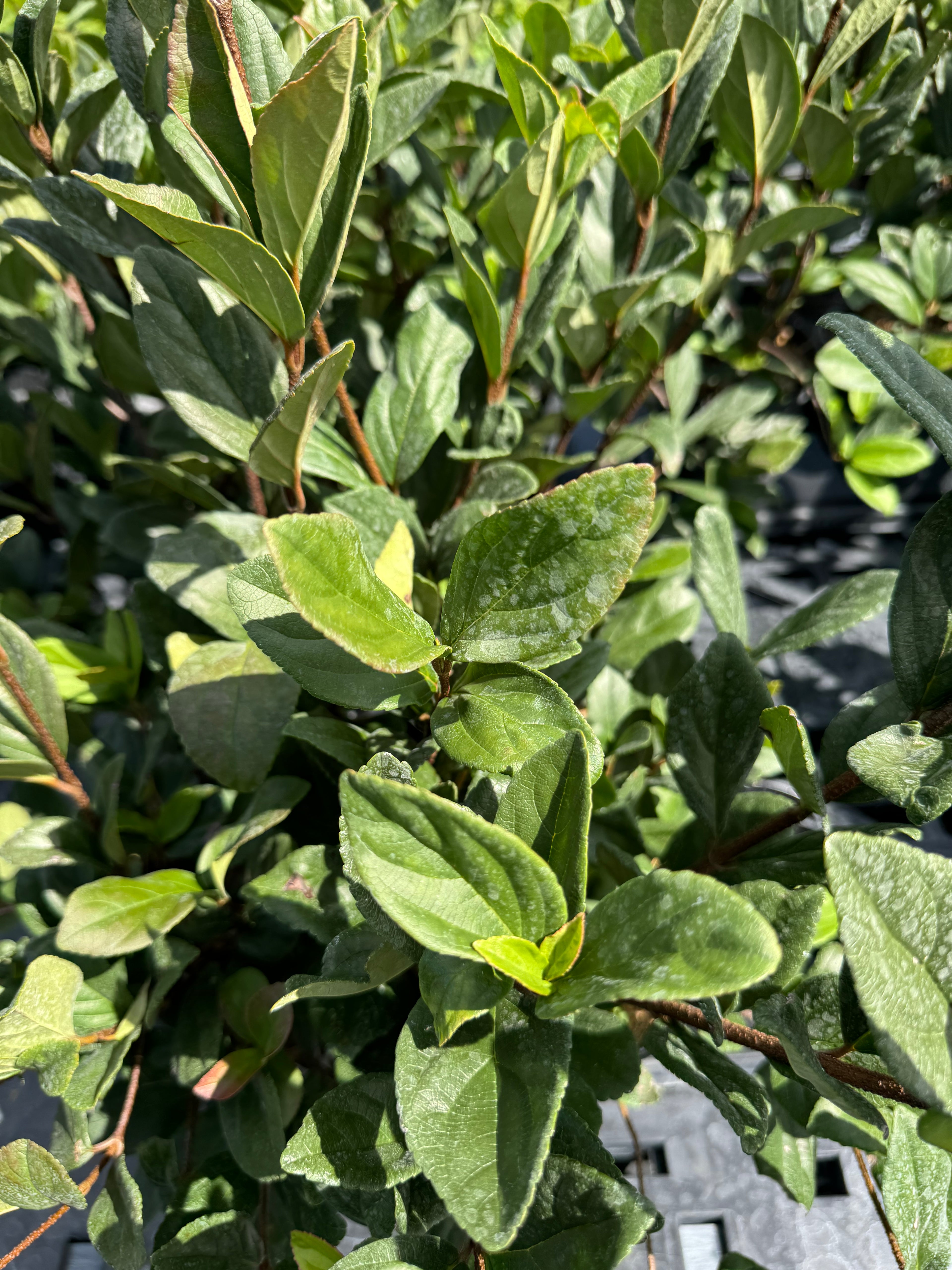 close view of leaves of Viburnum Suspensum, Flowering Shrub