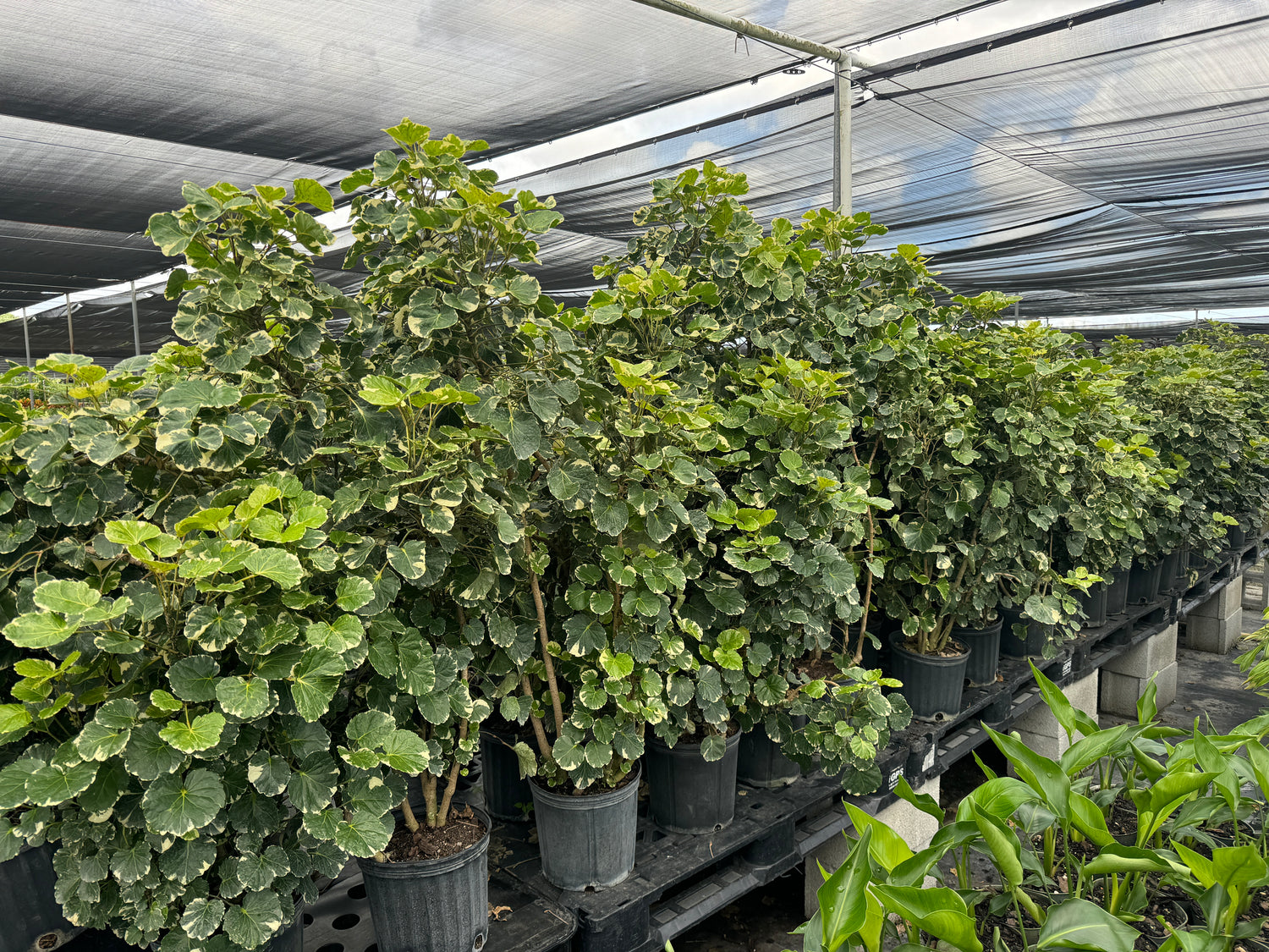 Aralia Balfouriana, Polyscias Balfour Variegated