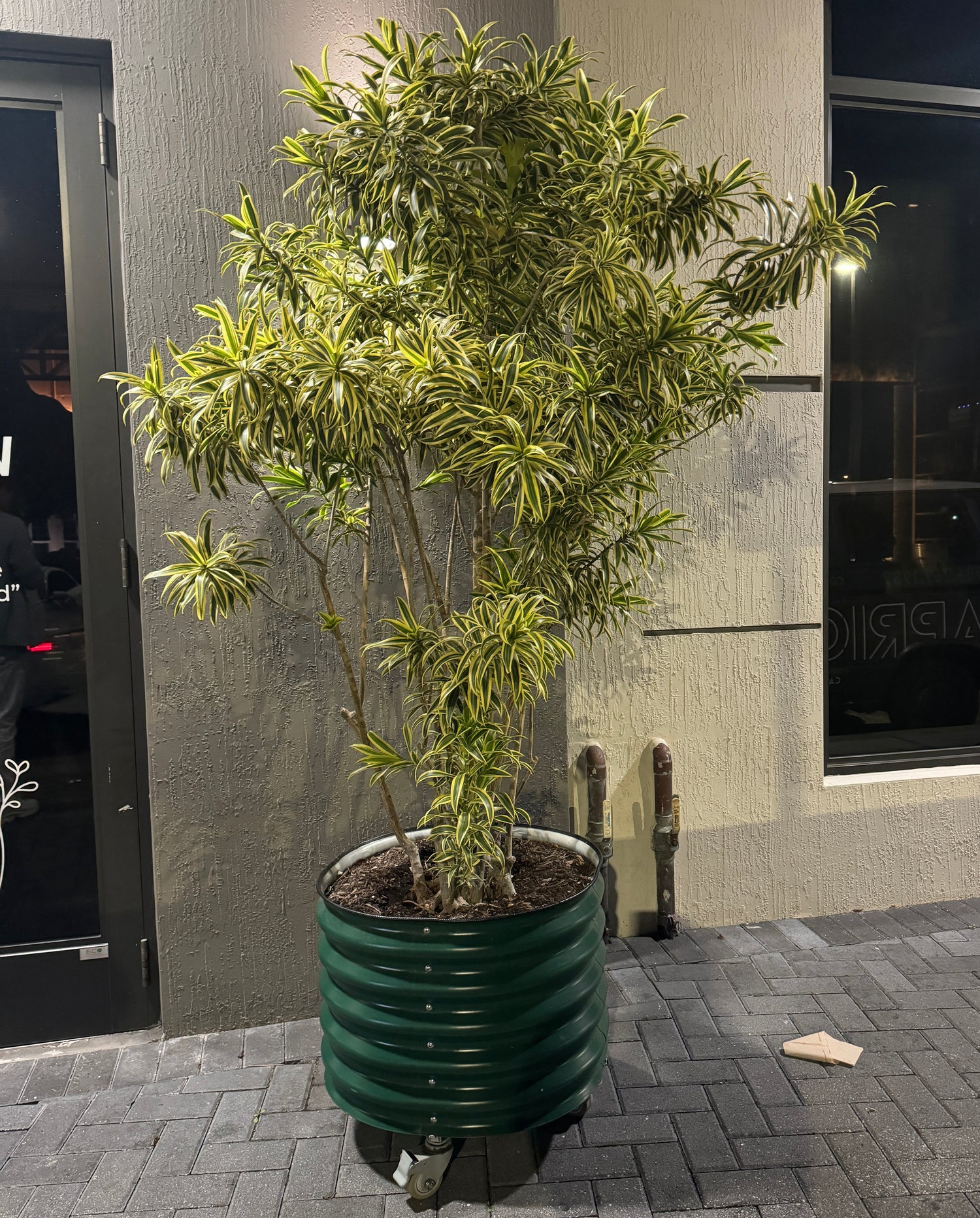 song of india air purifying plant Dracaena Reflexa Dragon Tree - Song of India