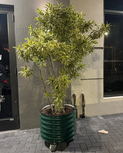 Song of India, Dracaena Reflexa Dragon Tree