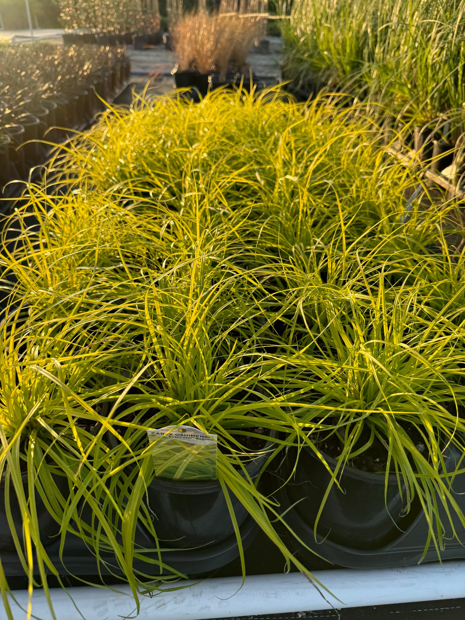 Carex Everillo Perennial Sedge Grass