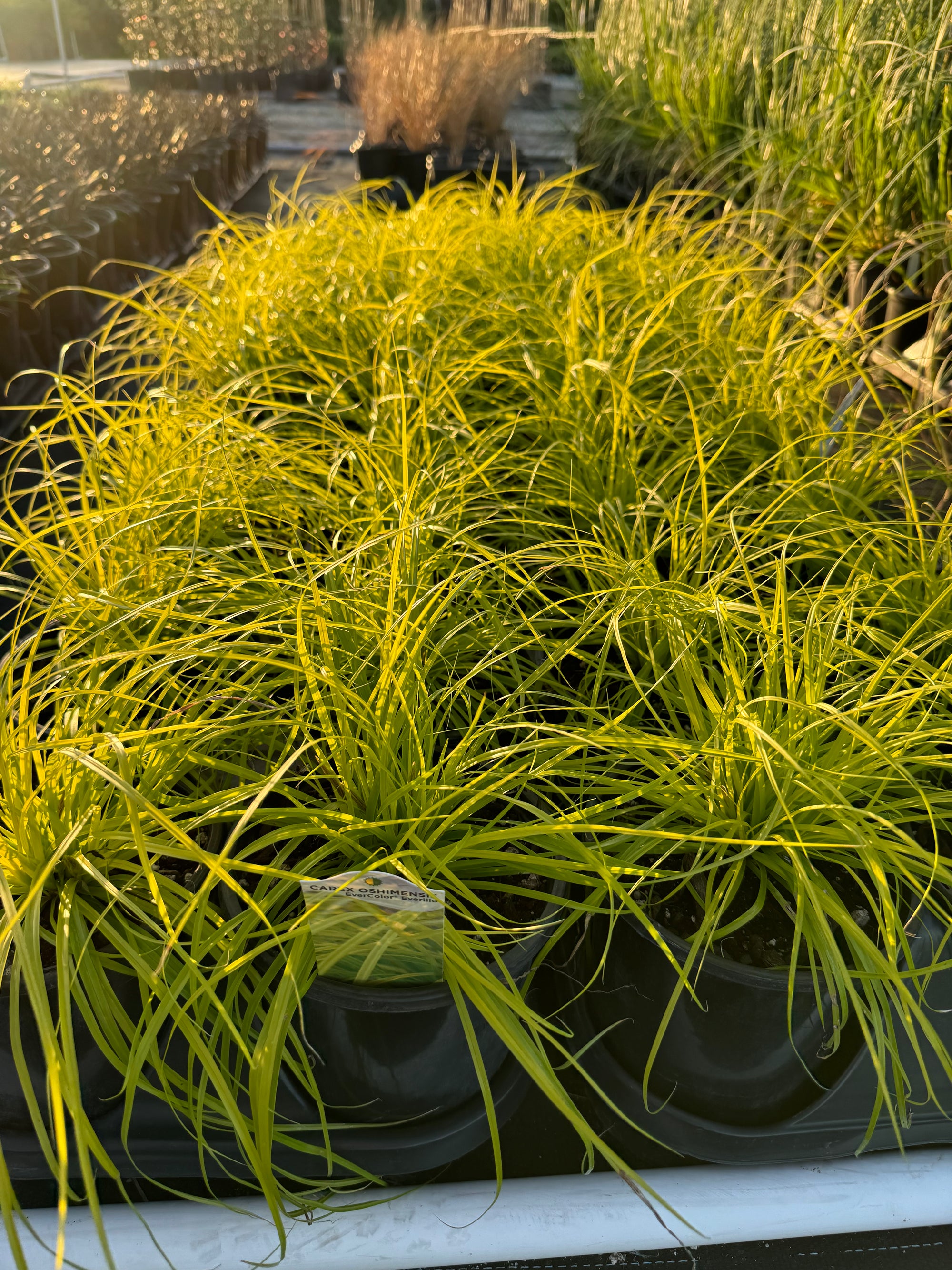 Carex Everillo Perennial Sedge Grass | Buy 9pcs Save More – Eureka Farms