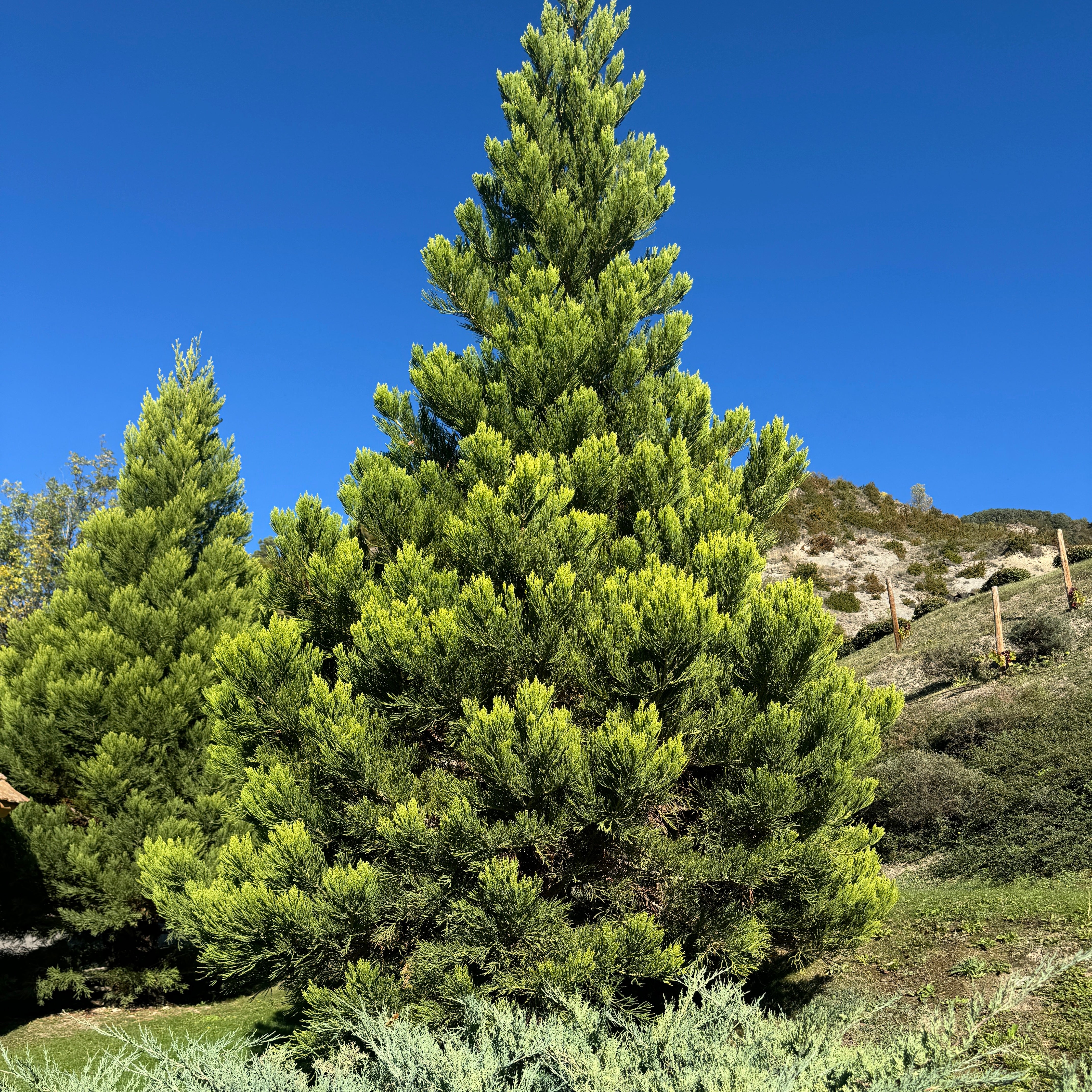 樹。 Hetzii Green Columnar Juniper | Eureka Farms