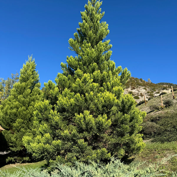 ハイノキ Hetzii Green Columnar Juniper | Eureka Farms