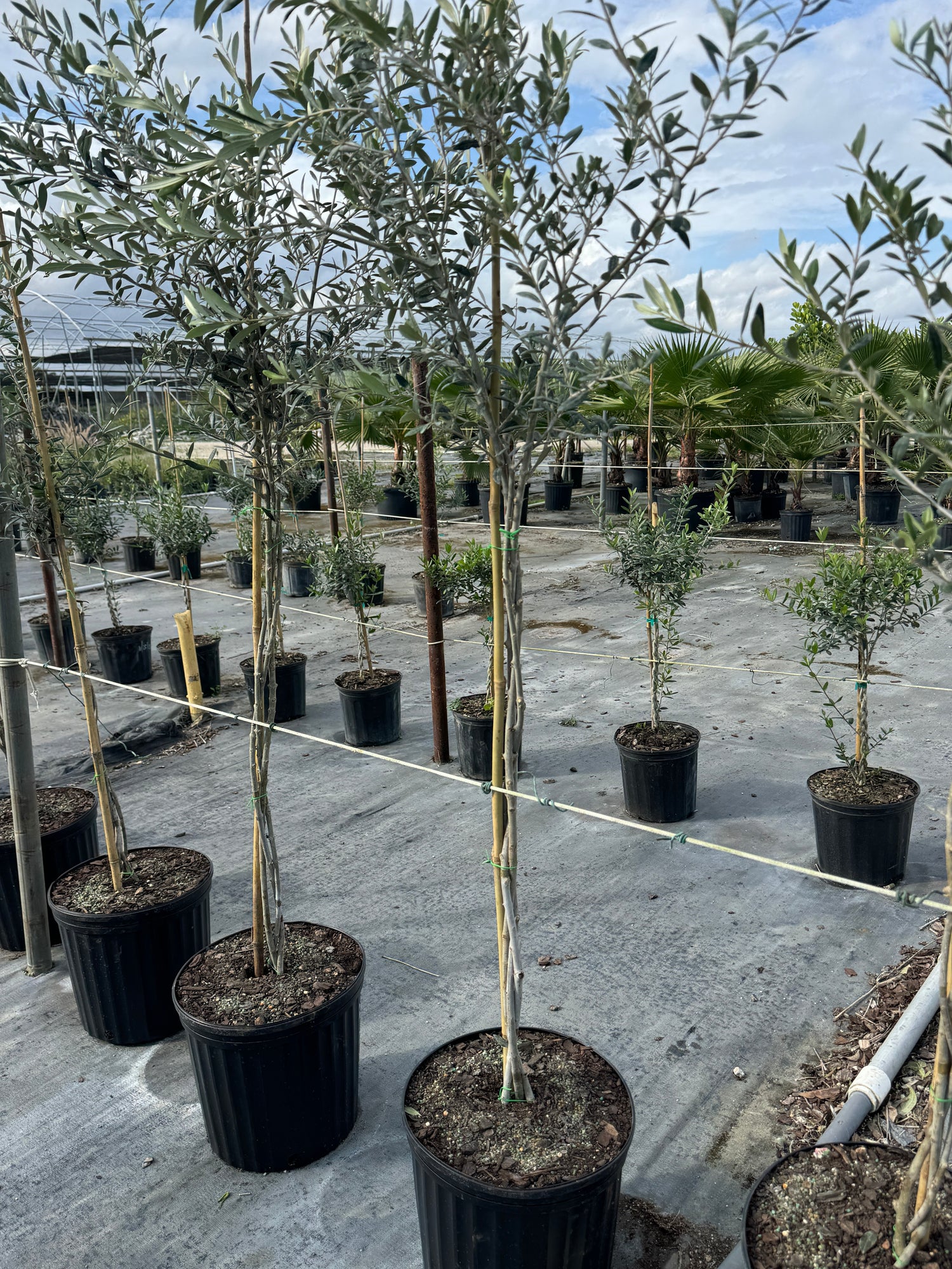 Braided Olive Tree Olea Europaea