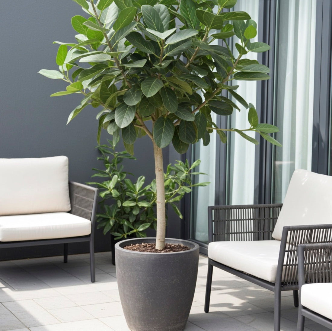 Ficus Audrey Tree Form Single Stem, Ficus Benghalensisis Bengal Fig