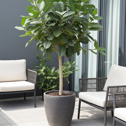 Ficus Audrey Tree Form Single Stem, Ficus Benghalensisis Bengal Fig