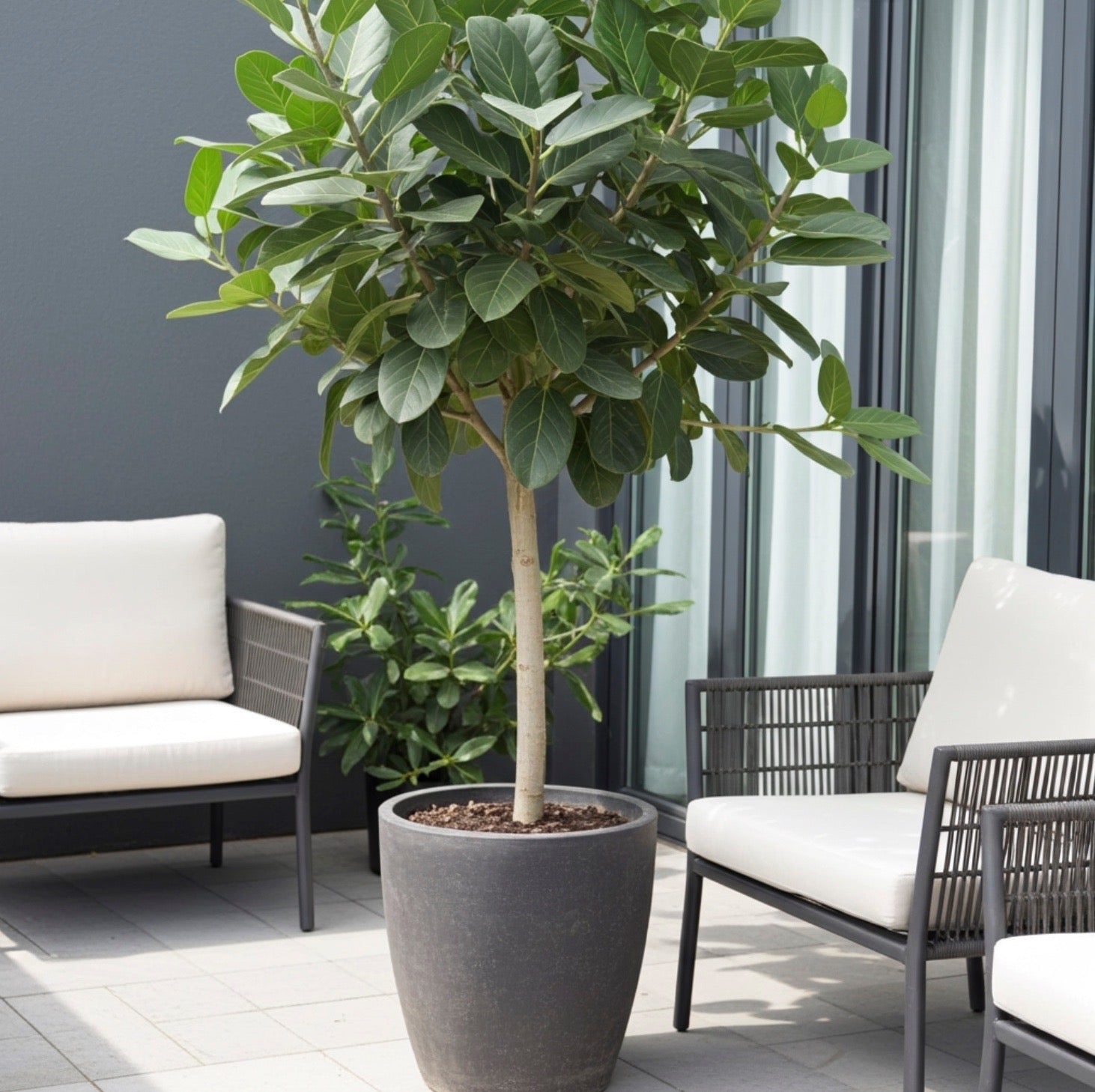 Ficus Audrey Tree Form Multibranch, Ficus Benghalensisis Bengal Fig