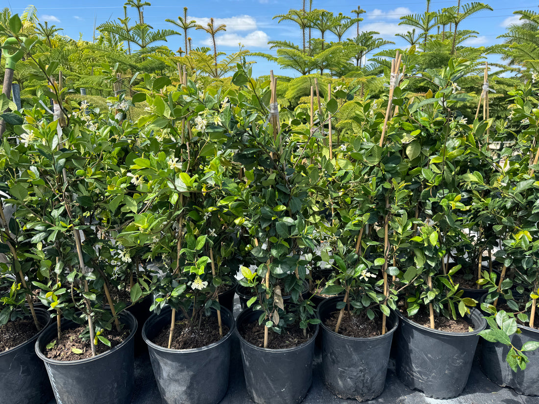 multiple Jasmine Confederate, Vining Plant in Trellis