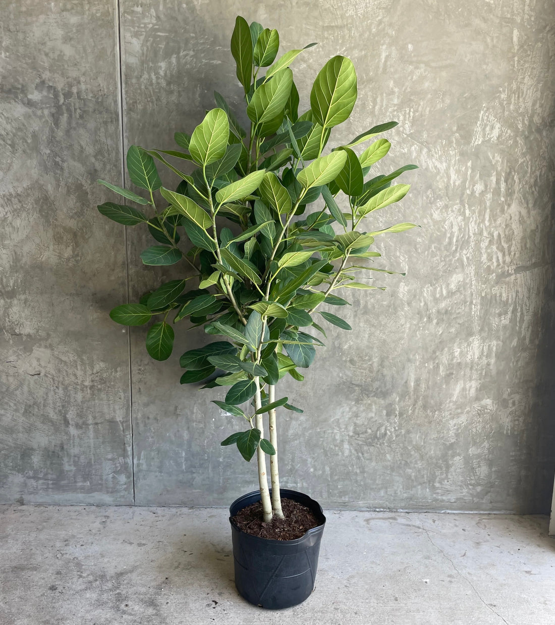 Ficus Banyan Tree Form Double Stem, Ficus Benghalensisis