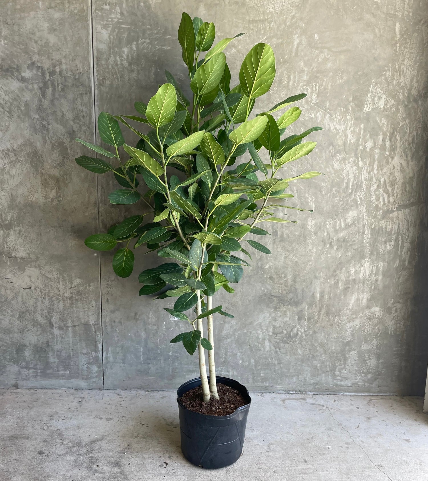 Ficus Banyan Tree Form Double Stem, Ficus Benghalensisis