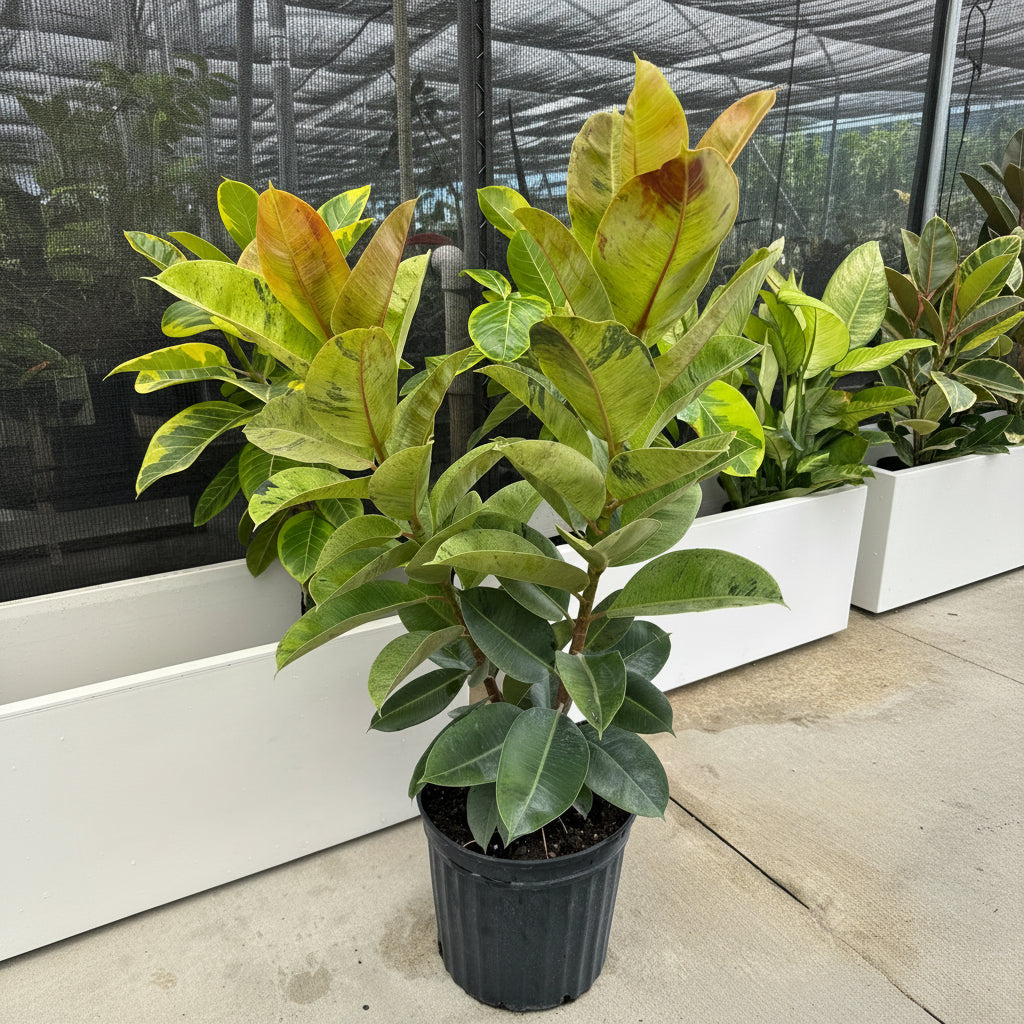 Ficus Shivereana Moonshine Bush in a pot outside