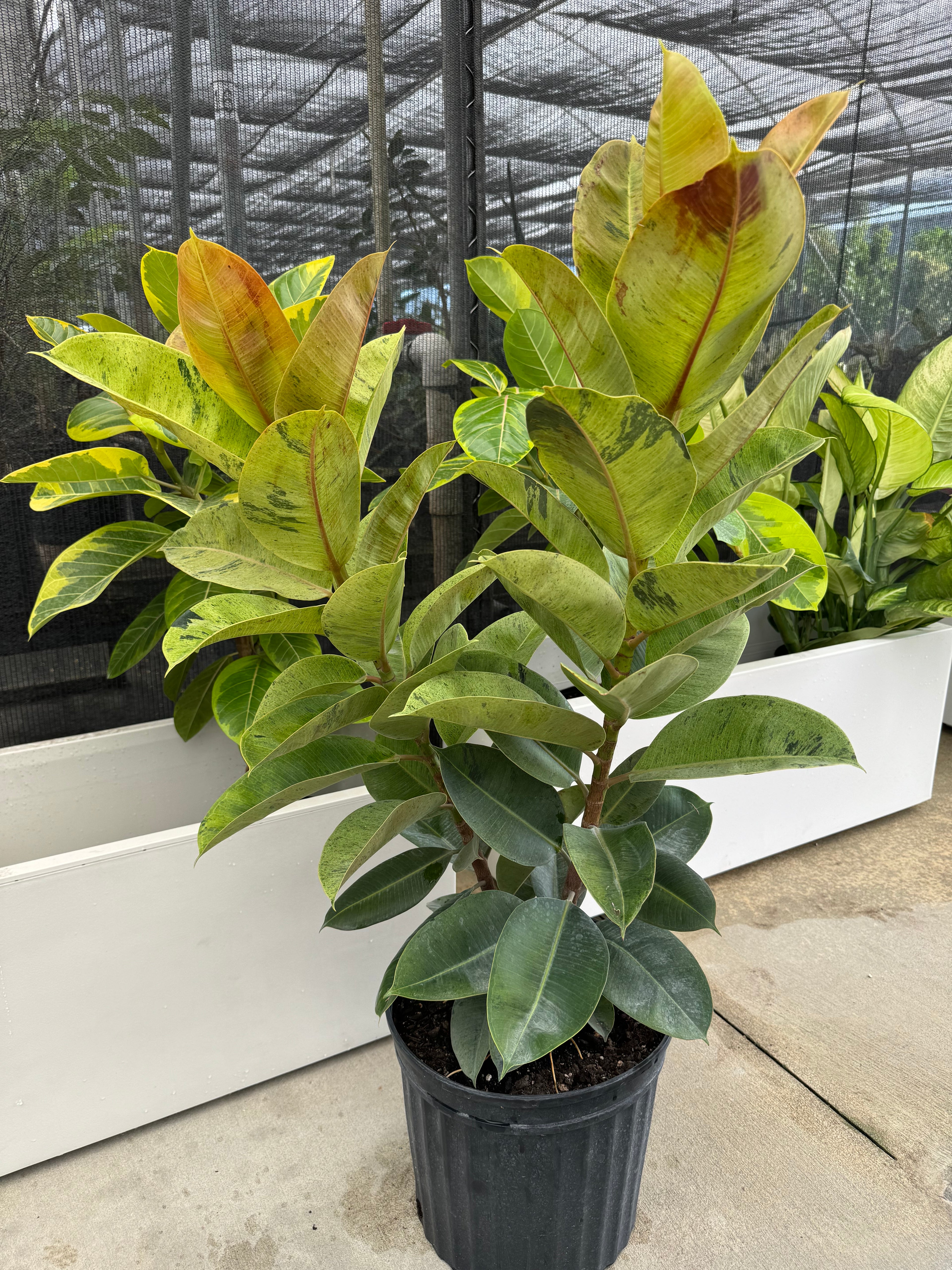 Ficus Shivereana Moonshine Bush in a pot outside