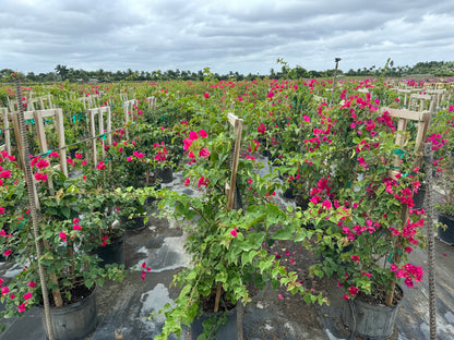 Bougainvillea Barbara Karst Red Flowering Tree