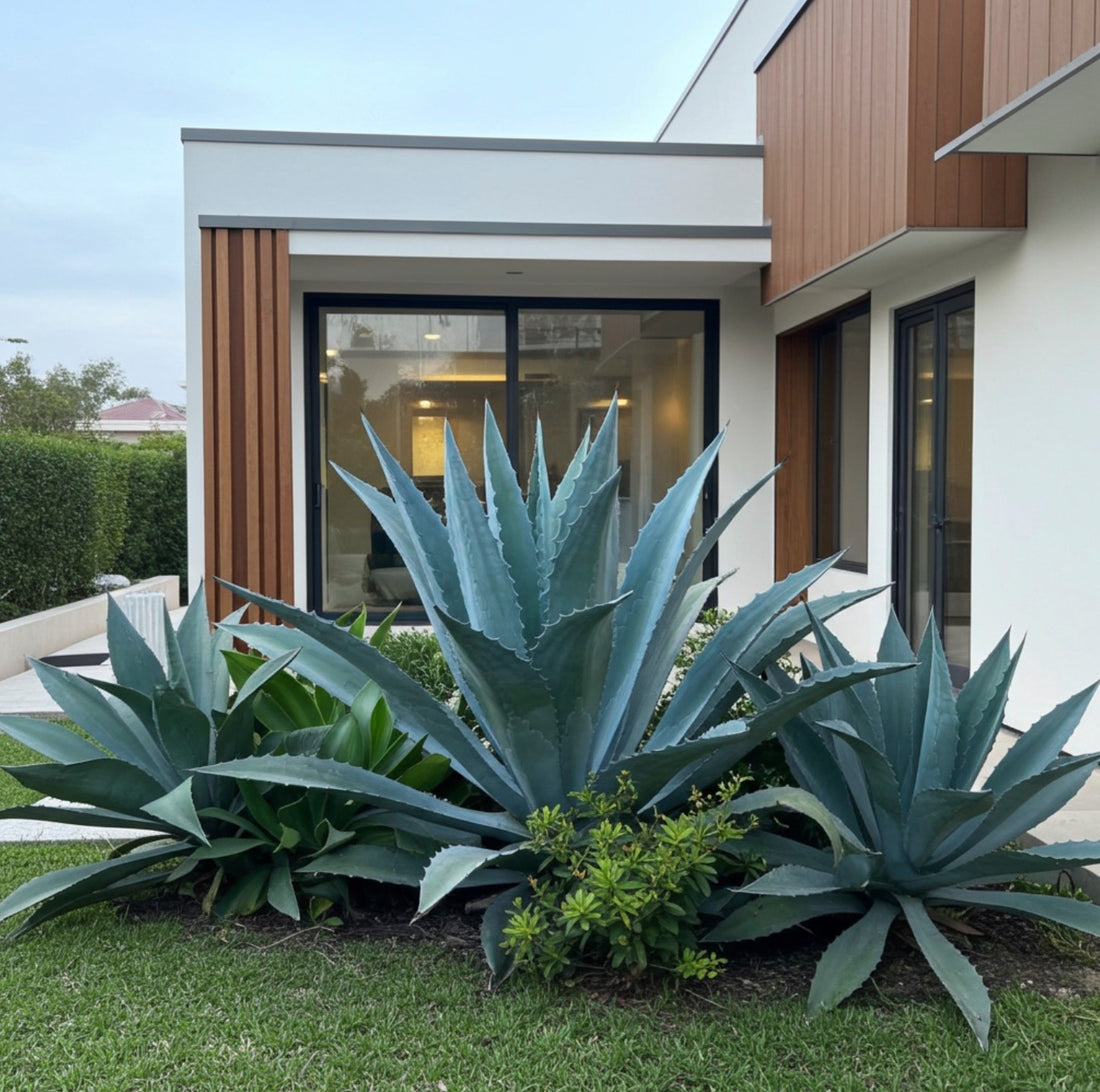 Super Blue Agave Americana, Century Plant