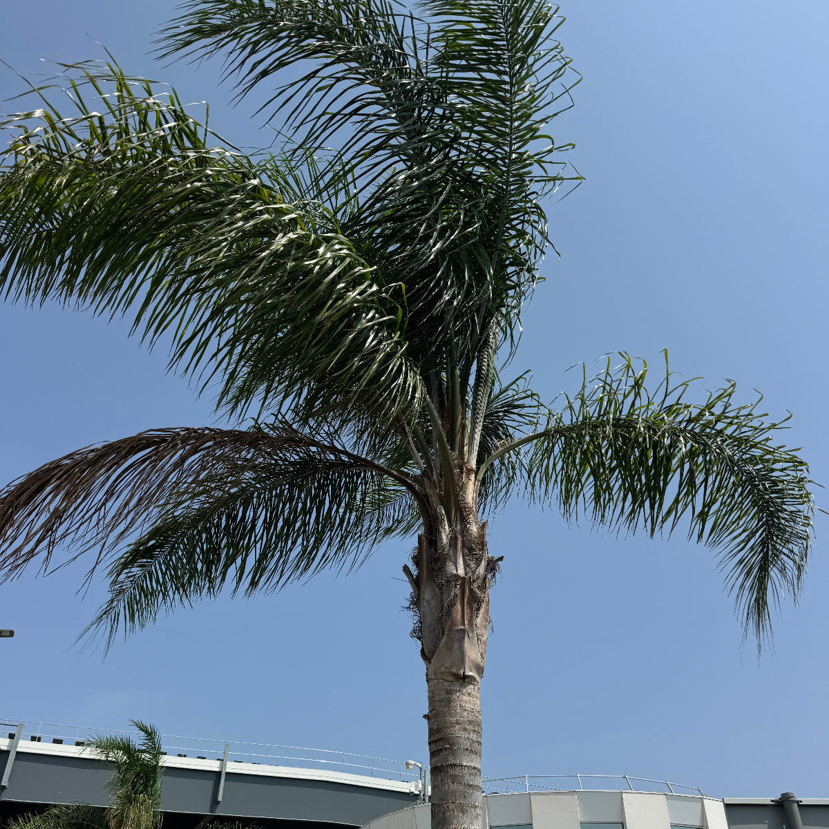 Mule Palm A tall palm tree stands in front of a modern white building under a clear blue sky.