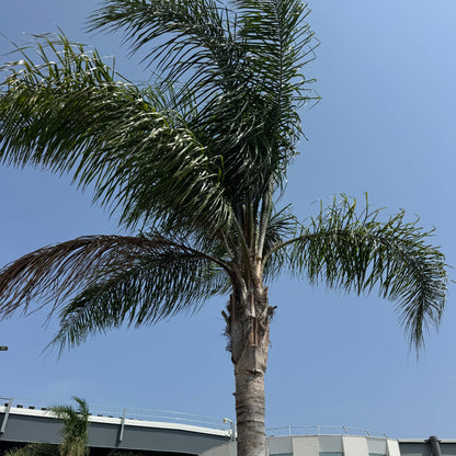 Mule Palm A tall palm tree stands in front of a modern white building under a clear blue sky.