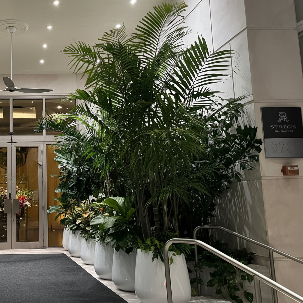 A lush, mature Cat Palm plant in a large modern white planter, placed indoors
