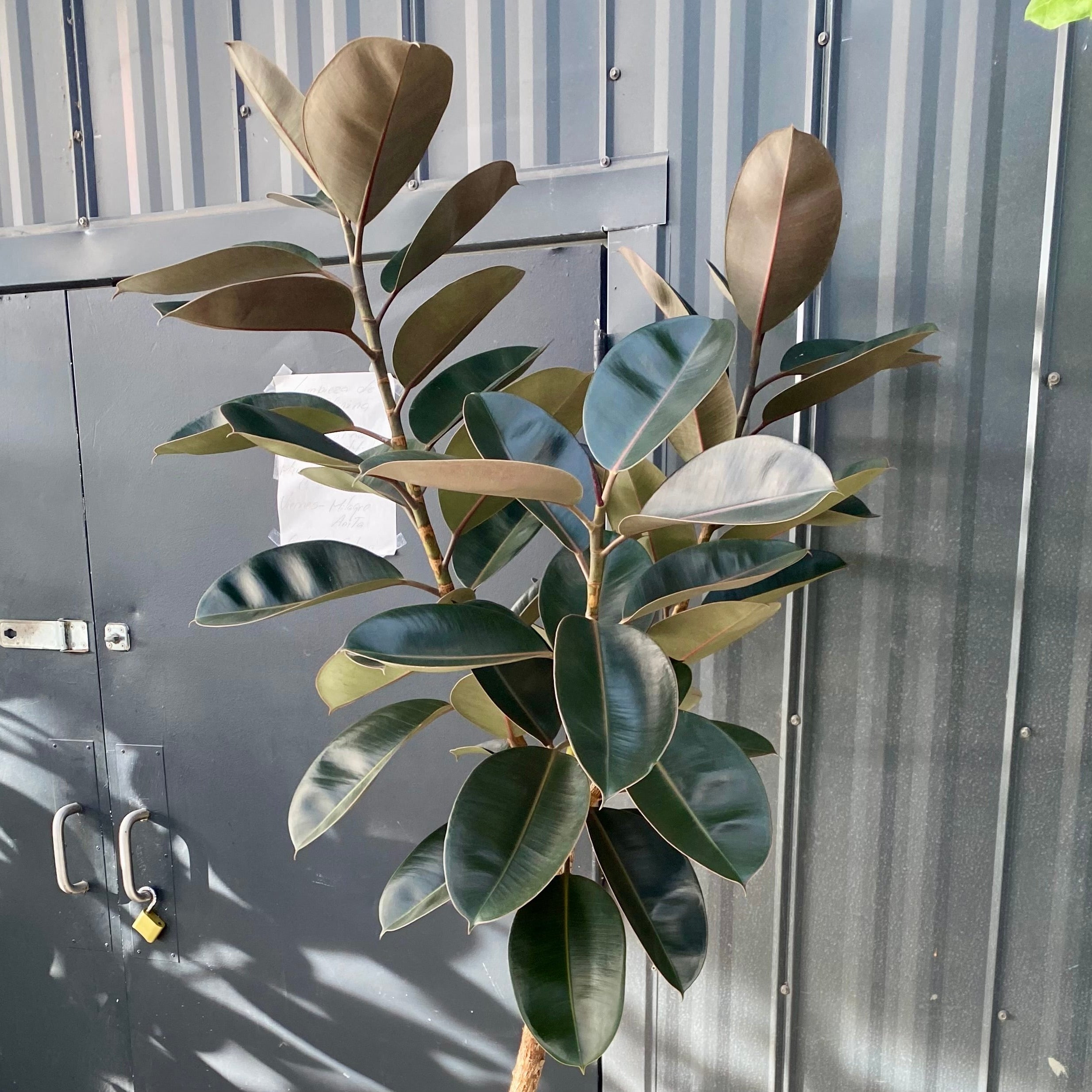 Design your Indoor Living Space, With Ficus Melany Tree Form