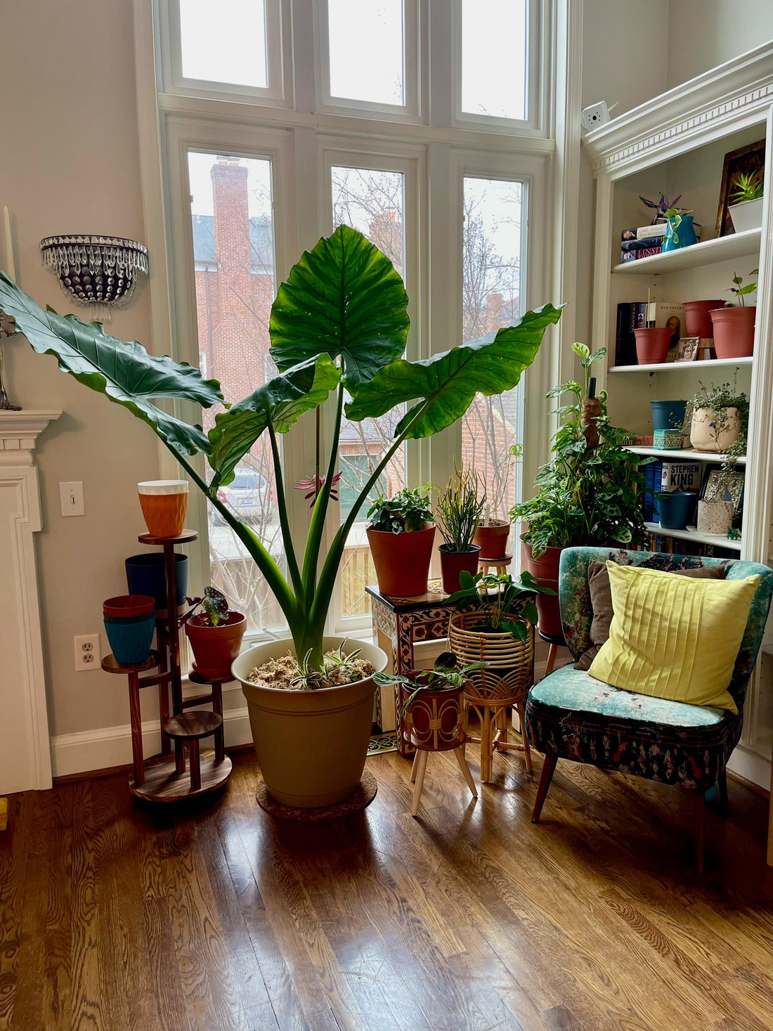 Buy Large Indoor Plants Online | Eureka Farms