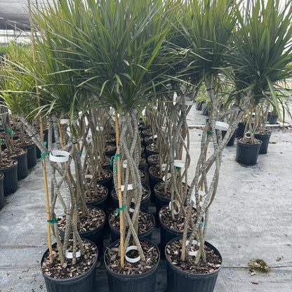 dracaena magenta braid Dracaena Open Braided Magenta, Dragon Tree Open Braid Trunk – Eureka Farms