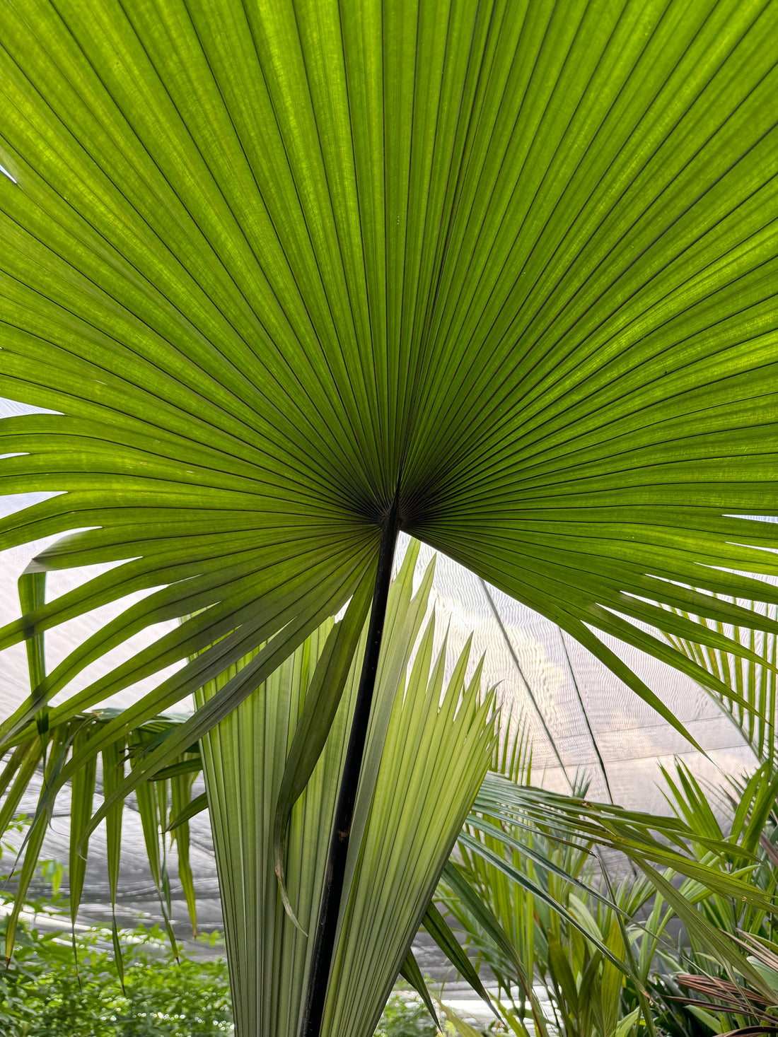 Kerriodoxa Elegans Palm Tree, Rare and Exotic