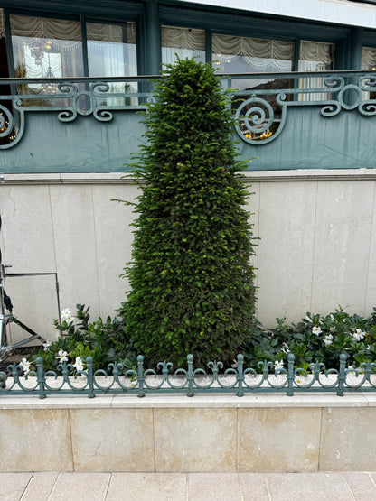 Topiary Eugenia Cone, Pyramid Tree