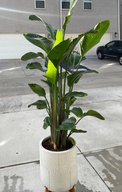 Bird of Paradise White, Strelitzia Nicolai