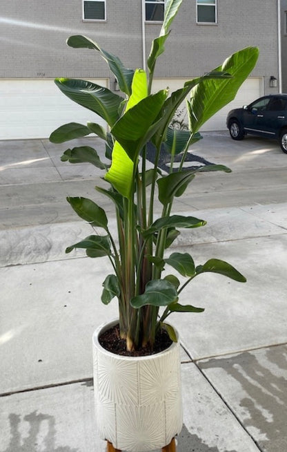 Bird of Paradise White, Strelitzia Nicolai