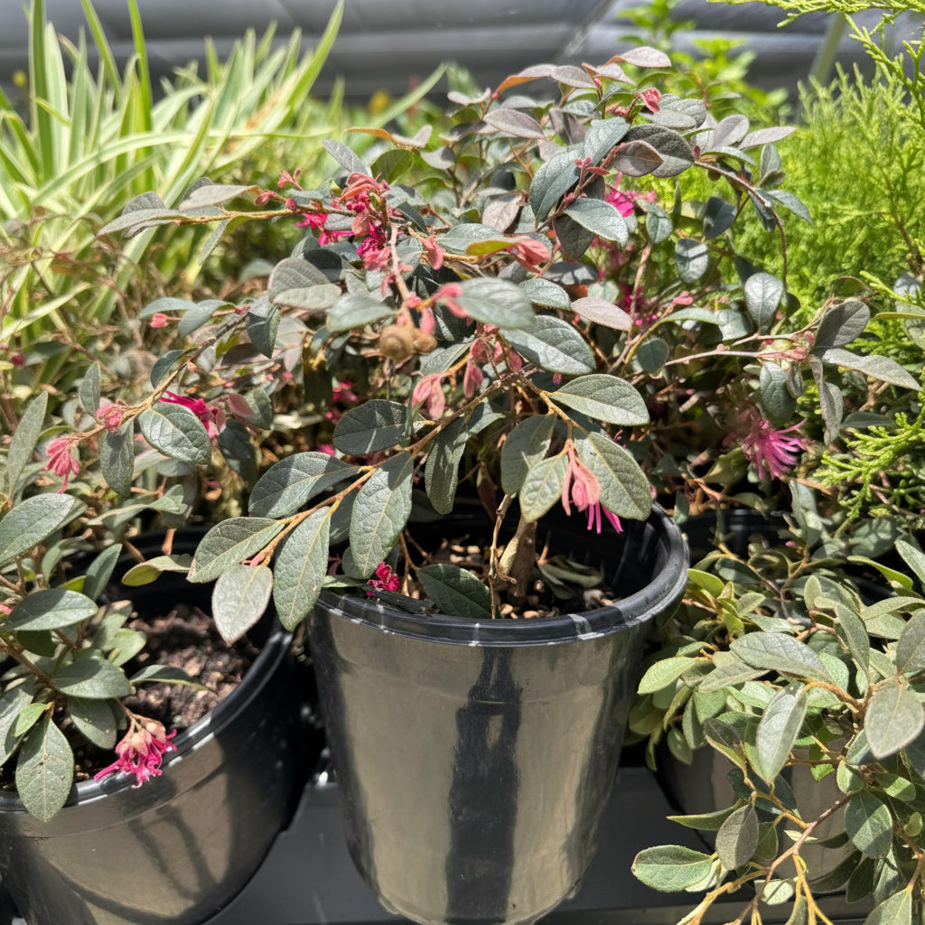 close view of Loropetalum Carolina Midnight Chinense