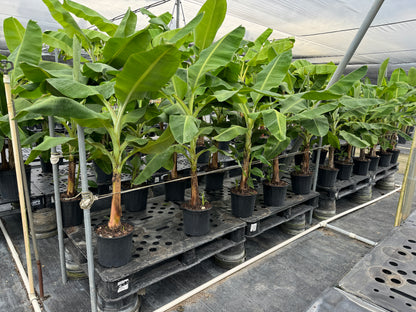 Musa Basjoo Cold Hardy Banana Fruit Tree