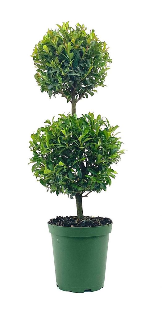 Eugenia Topiary