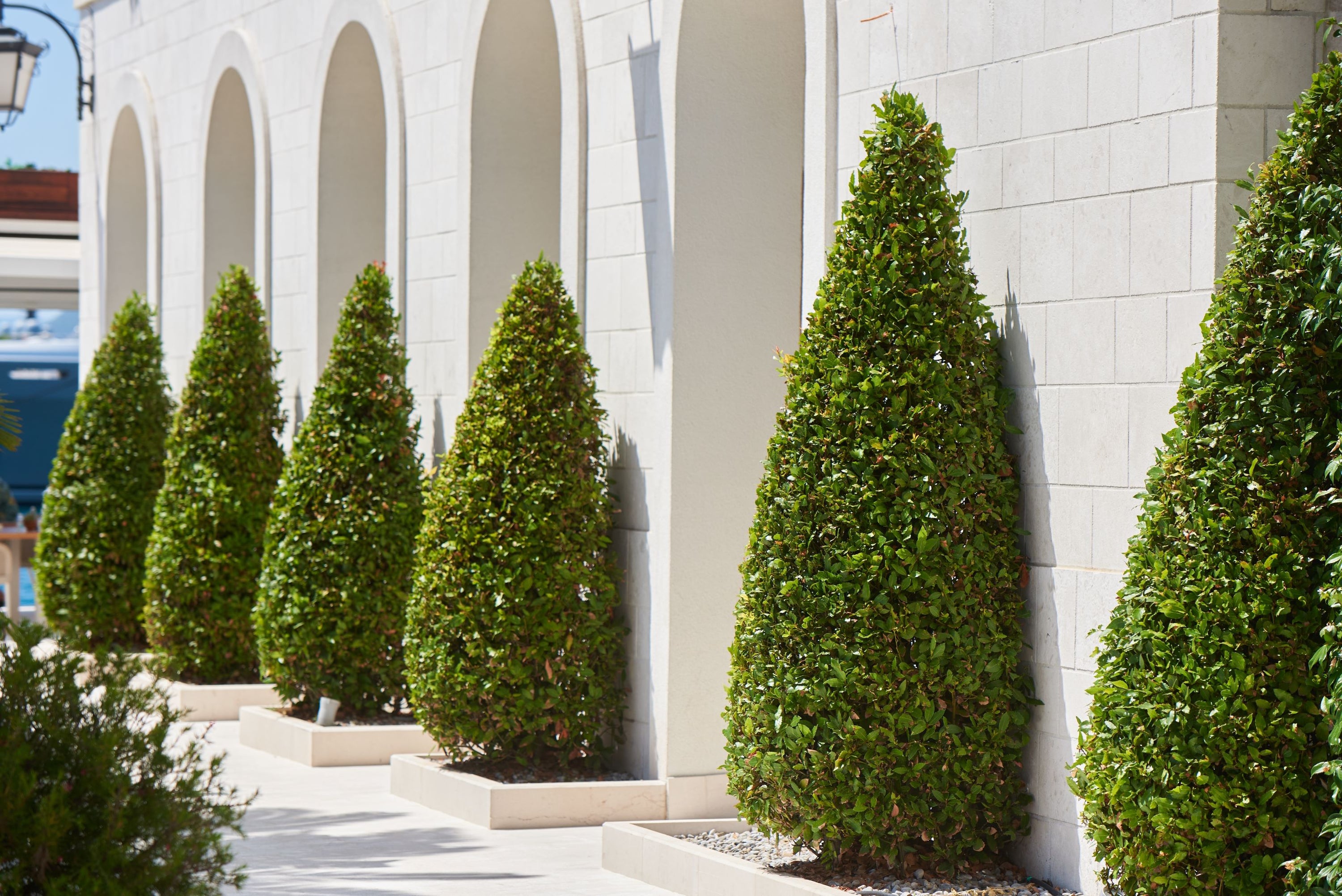 Topiary Eugenia Cone, Pyramid Tree | Eureka Farms