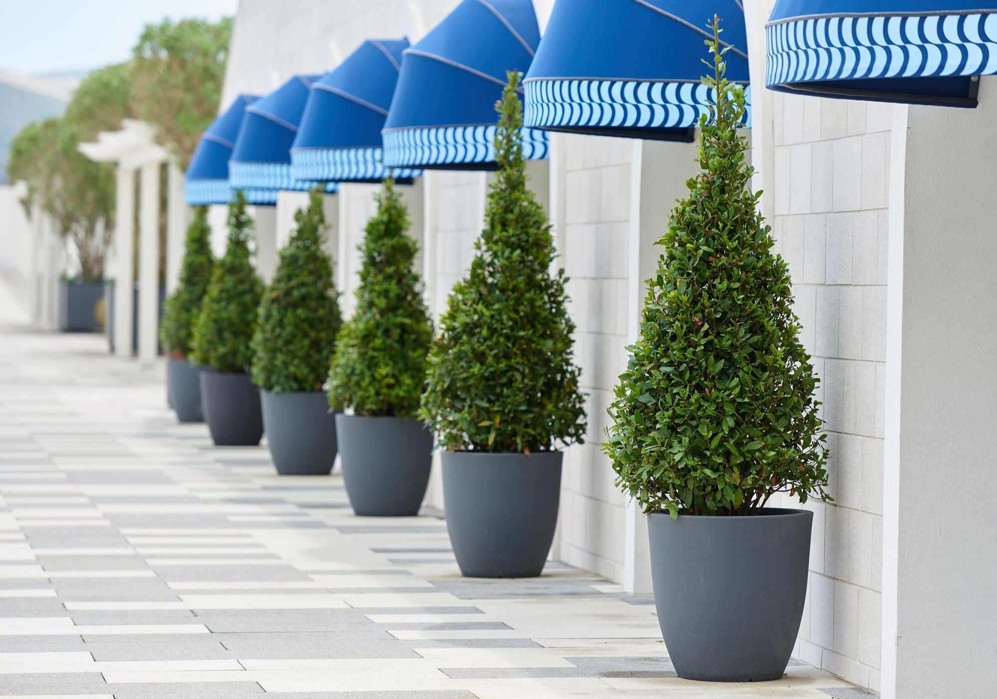 Topiary Eugenia Cone, Pyramid Tree | Eureka Farms