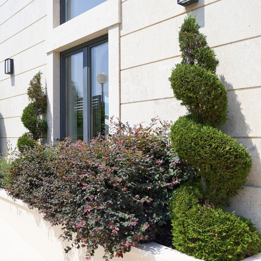 Topiary Eugenia Spiral Tree, Large Corkscrew topiary, Helical topiary, Giant spiral topiary tree, topiary, Jumbo planted in garden spiral topiary