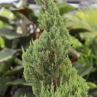 Topiary Trees, Spiral Blue Point Juniper