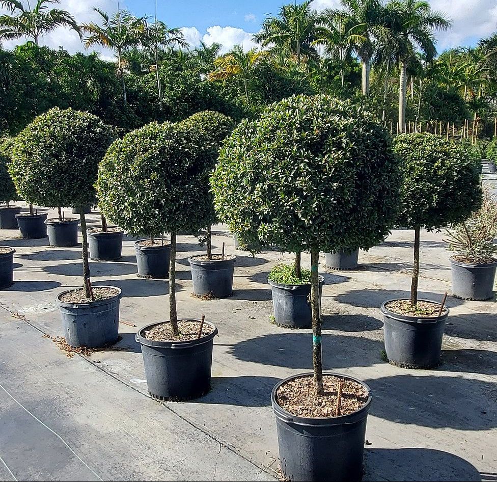 Topiary Eugenia 1-Ball Tree Form Row of potted trees Nursery Pot 5gal
