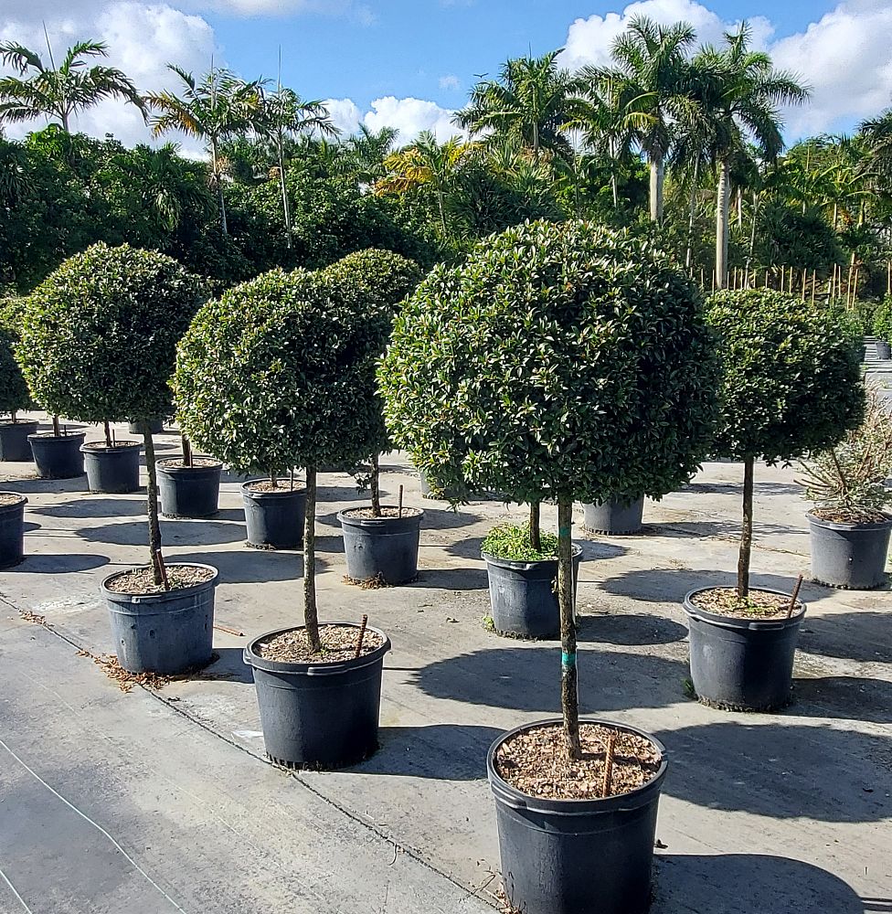 Topiary Eugenia 1-Ball Tree Form Row of potted trees Nursery Pot 5gal