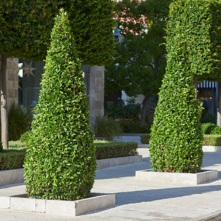 Stopary Tree Topiary Eugenia Cone, Pyramid Tree | Eureka Farms