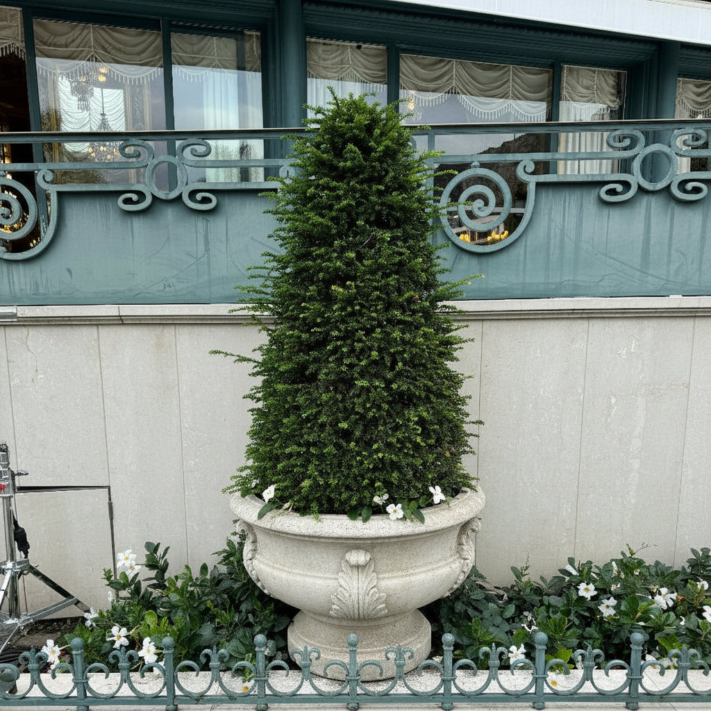 Mature Topiary Eugenia Cone, Pyramid Tree planted in courtyard