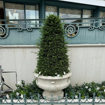 Mature Topiary Eugenia Cone, Pyramid Tree planted in courtyard