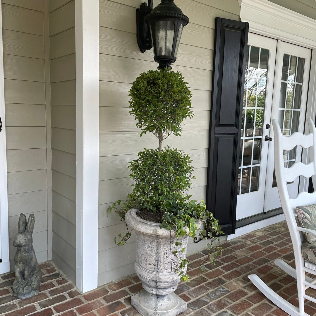 Topiary Eugenia 2-Ball Tree Form