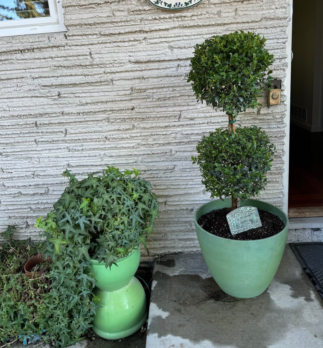 Topiary Eugenia 2-Ball Tree Form