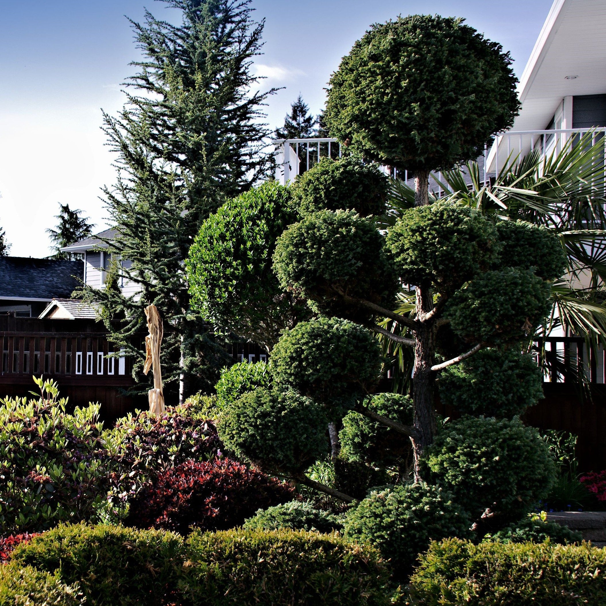 Topiary Eugenia Pom Pom, Hand Pruned for Patios and Outdoor Decor ...