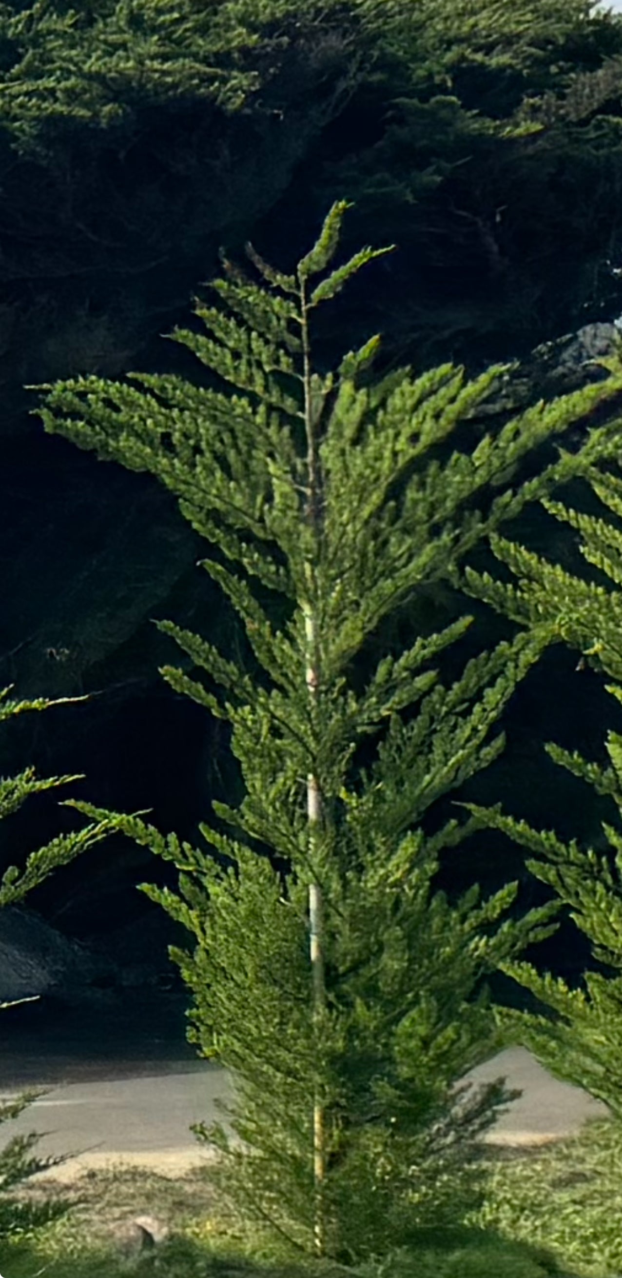 Monterey Cypress Tree, Cupressus Macrocarpa