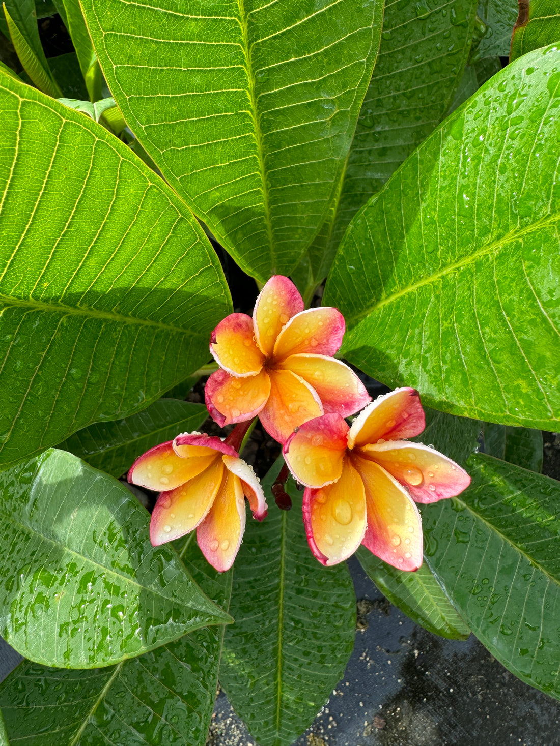 Plumeria Rubra Pink-Yellow Orchid Flowering Tree