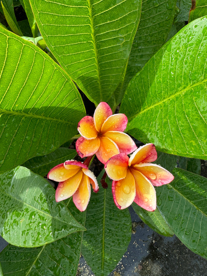 Plumeria Rubra Pink-Yellow Orchid Flowering Tree