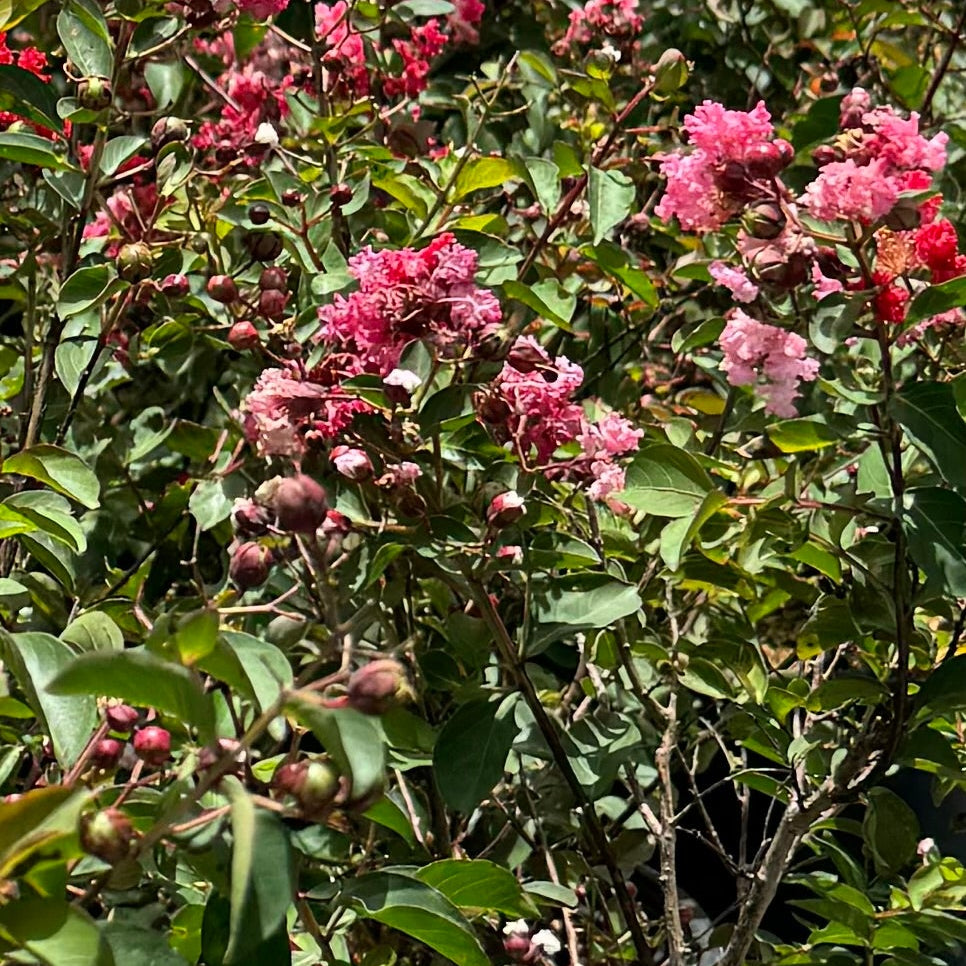 Crape Myrtle flowering tree with pink flowers and green leaves